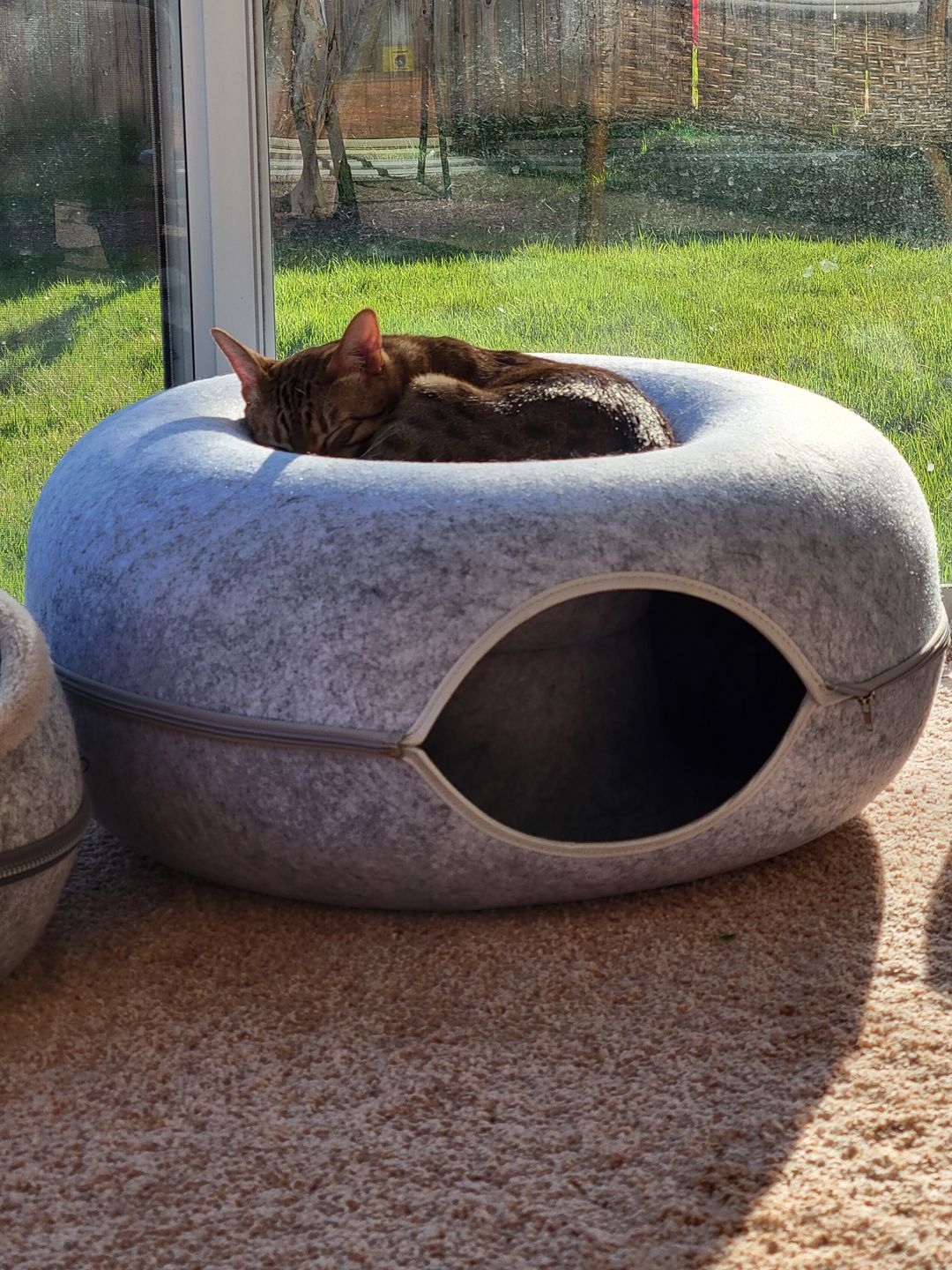 Powtopia™ Hotel - Kattentunnel Mand