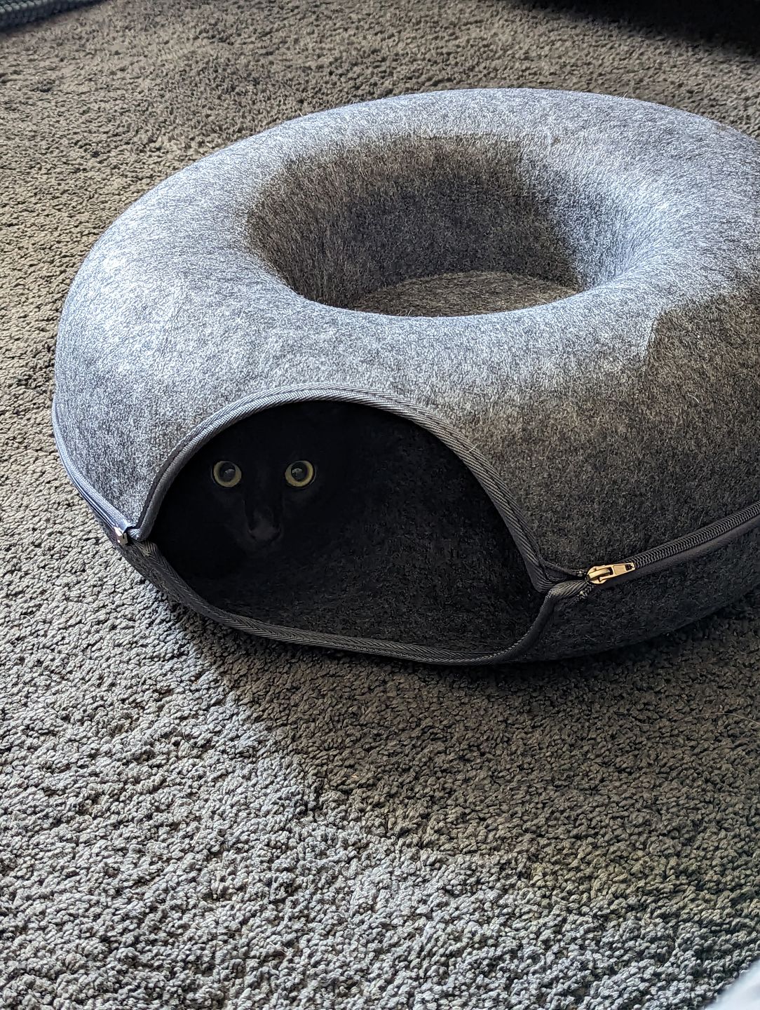 Powtopia™ Hotel - Kattentunnel Mand